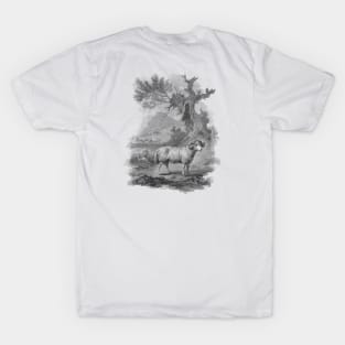 Ram in The Landscape, Vintage Farm Animal Illustration T-Shirt